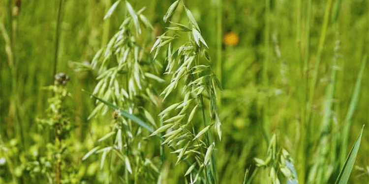 Unlocking High-Yield Fodder: India’s National Seed Corp Promotes ‘Kent’ Oats for Sustainable Dairy Nutrition