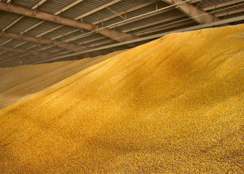 Record Yield or Research Result? The Story Behind 185 c/ha Wheat on a 40-Square-Meter Plot