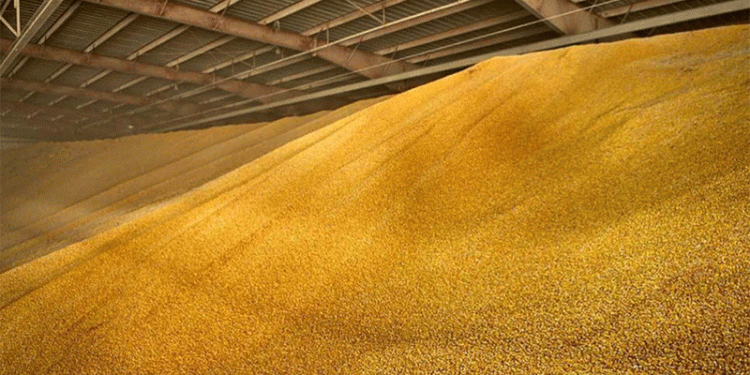 Record Yield or Research Result? The Story Behind 185 c/ha Wheat on a 40-Square-Meter Plot