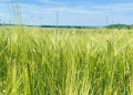 Pesticide Overload: Tatarstan’s Contaminated Grain Batch Highlights Wider Food Safety Challenge