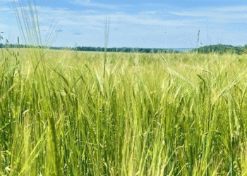 Pesticide Overload: Tatarstan’s Contaminated Grain Batch Highlights Wider Food Safety Challenge
