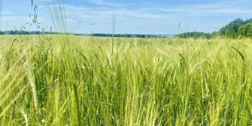Pesticide Overload: Tatarstan’s Contaminated Grain Batch Highlights Wider Food Safety Challenge