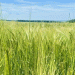 Pesticide Overload: Tatarstan’s Contaminated Grain Batch Highlights Wider Food Safety Challenge