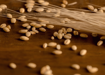 Nizhny Novgorod Harvest 2025: A 15% Surge in Grain and a Masterclass in Integrated Farming