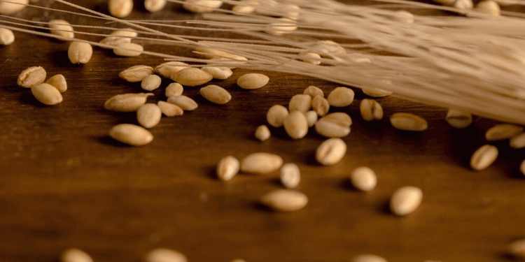 Nizhny Novgorod Harvest 2025: A 15% Surge in Grain and a Masterclass in Integrated Farming