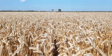 The Profitability Paradox: Record Yields, Plummeting Prices, and the Squeeze on the Modern Farmer