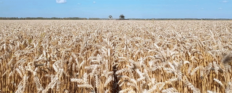 The Profitability Paradox: Record Yields, Plummeting Prices, and the Squeeze on the Modern Farmer