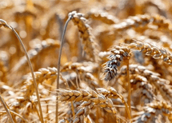 Beyond the Black Soil: Record Wheat Yield in Moscow Region Signals Power of Modern Breeding