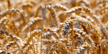 Beyond the Black Soil: Record Wheat Yield in Moscow Region Signals Power of Modern Breeding