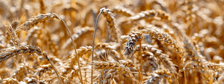 Beyond the Black Soil: Record Wheat Yield in Moscow Region Signals Power of Modern Breeding