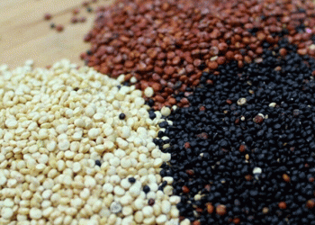 Beyond the Hype: Assessing Quinoa’s Agronomic Potential and Nutritional Superiority for Modern Agriculture