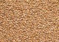 Quality Pays a Premium: Kazakh Wheat Export Prices Climb on Tight Supply and Soaring Logistics