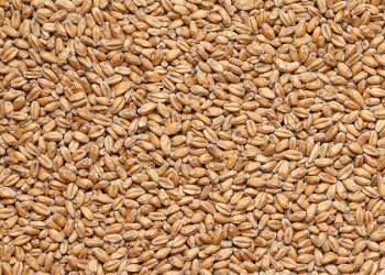 Quality Pays a Premium: Kazakh Wheat Export Prices Climb on Tight Supply and Soaring Logistics