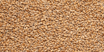 Quality Pays a Premium: Kazakh Wheat Export Prices Climb on Tight Supply and Soaring Logistics