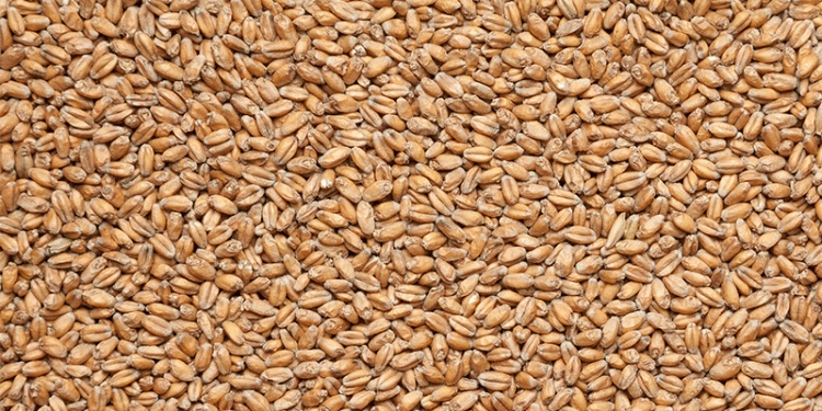 Quality Pays a Premium: Kazakh Wheat Export Prices Climb on Tight Supply and Soaring Logistics