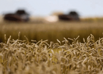 Siberian Surplus: High Yields, Low Prices, and the Inescapable Pull of the Chinese Market