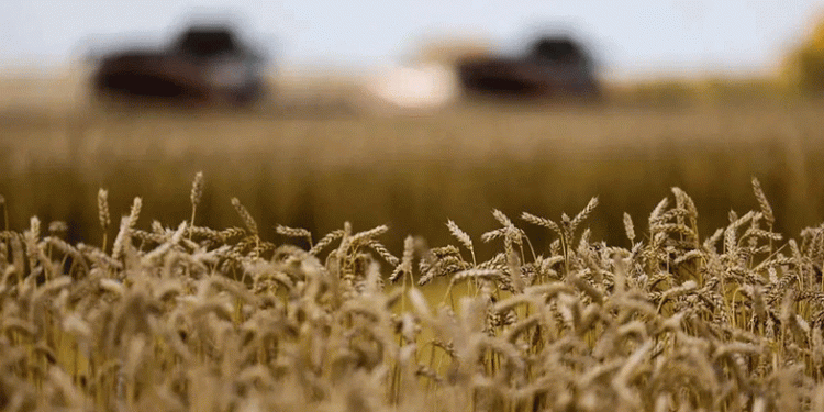 Siberian Surplus: High Yields, Low Prices, and the Inescapable Pull of the Chinese Market