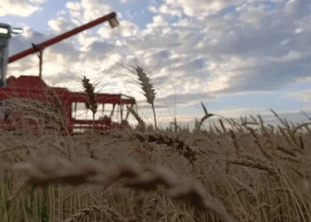 Yakutia’s Harvest 2023: Doubling Grain Yields and Defying the Odds in the Far North