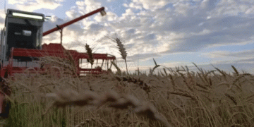 Yakutia’s Harvest 2023: Doubling Grain Yields and Defying the Odds in the Far North
