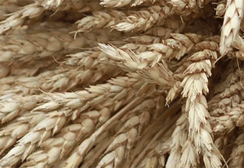 The Great Rye Squeeze: Decoding the 25% Price Surge and Its Agronomic Roots