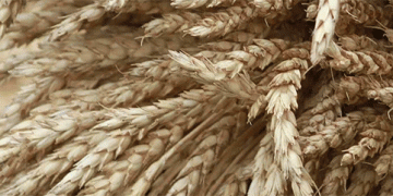 The Great Rye Squeeze: Decoding the 25% Price Surge and Its Agronomic Roots