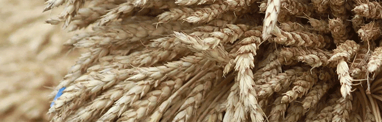 The Great Rye Squeeze: Decoding the 25% Price Surge and Its Agronomic Roots