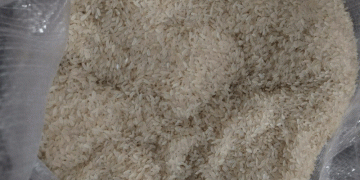 A 54-Ton Warning: Biosecurity Breach Highlights Global Grain Trade’s Fragile Line