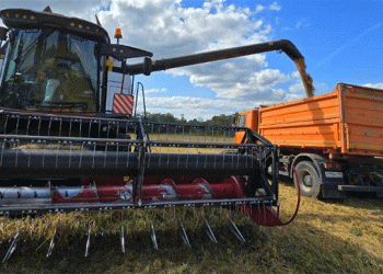 Harvest 2024 in Focus: Yield Success vs. Post-Harvest Challenges at a Russian Farm