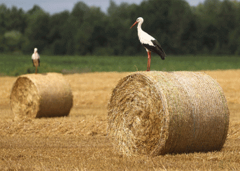 Belarus Nears 9M Ton Grain Harvest: A Deep Dive into Yield Gains, Regional Disparities, and Winter Prep