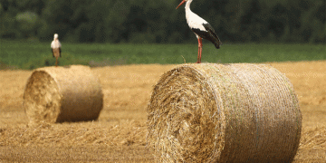 Belarus Nears 9M Ton Grain Harvest: A Deep Dive into Yield Gains, Regional Disparities, and Winter Prep