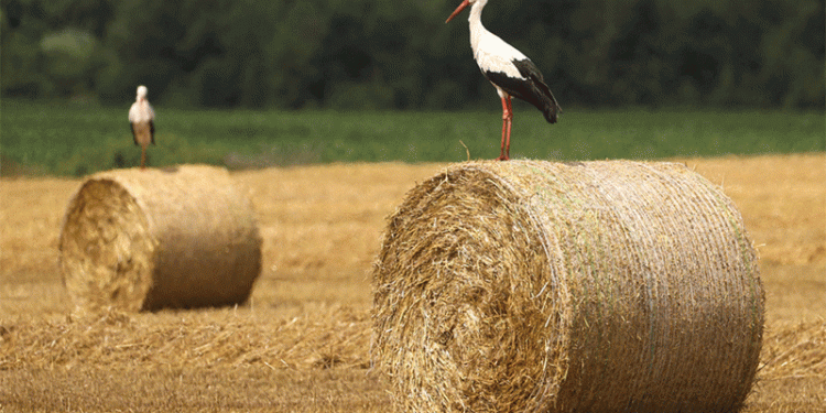 Belarus Nears 9M Ton Grain Harvest: A Deep Dive into Yield Gains, Regional Disparities, and Winter Prep