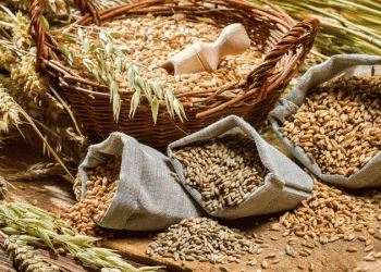 Beyond the Grain: Kazakhstan’s Strategic Pivot to High-Value Processing and Its Global Implications