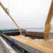Russia’s Wheat Export Engine Hits High Gear: Record August Sets Stage for Strongest Year Yet