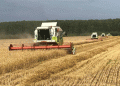 Breeding Breakthrough: New Wheat Variety Yields 70 c/ha in Moscow Region, Doubling Regional Average