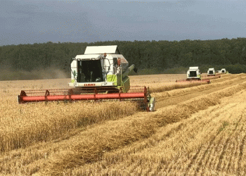 Breeding Breakthrough: New Wheat Variety Yields 70 c/ha in Moscow Region, Doubling Regional Average