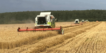 Breeding Breakthrough: New Wheat Variety Yields 70 c/ha in Moscow Region, Doubling Regional Average