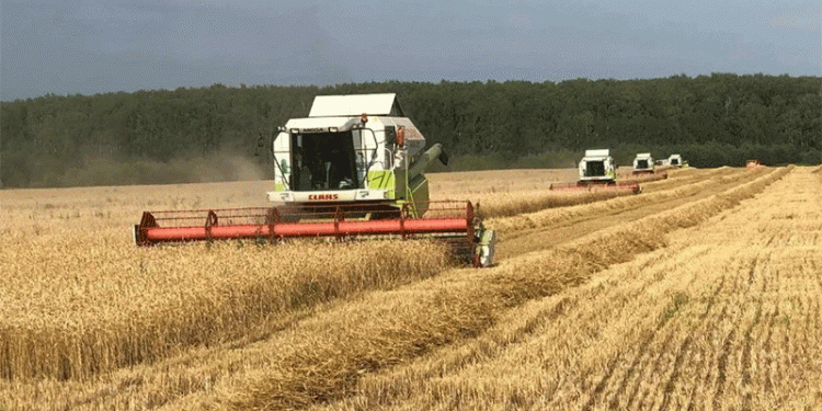 Breeding Breakthrough: New Wheat Variety Yields 70 c/ha in Moscow Region, Doubling Regional Average