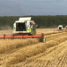 Breeding Breakthrough: New Wheat Variety Yields 70 c/ha in Moscow Region, Doubling Regional Average