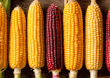 Ambitious Targets: How Minsk Region Plans to Harvest 800,000 Tons of Grain Corn Despite Climate Challenges