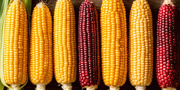 Ambitious Targets: How Minsk Region Plans to Harvest 800,000 Tons of Grain Corn Despite Climate Challenges