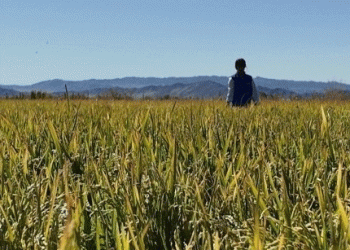 Breaking Ground: Pioneering Cold-Climate Rice Cultivation in the Mongolian Steppe