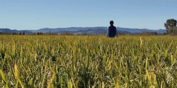 Breaking Ground: Pioneering Cold-Climate Rice Cultivation in the Mongolian Steppe