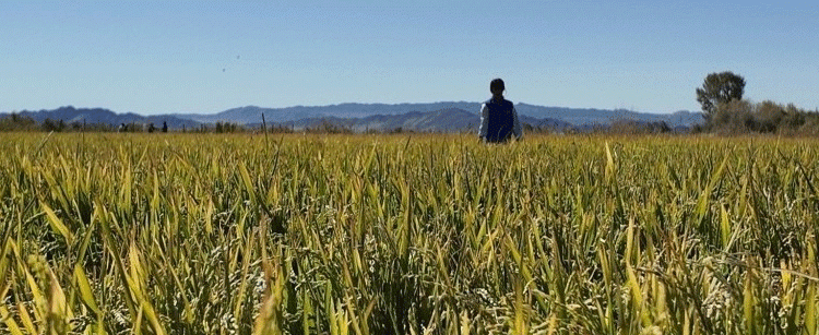 Breaking Ground: Pioneering Cold-Climate Rice Cultivation in the Mongolian Steppe