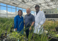 Engineering Self-Fertilizing Wheat: A CRISPR Breakthrough to Slash Input Costs and Pollution