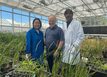 Engineering Self-Fertilizing Wheat: A CRISPR Breakthrough to Slash Input Costs and Pollution