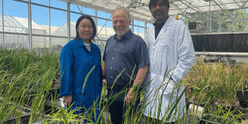 Engineering Self-Fertilizing Wheat: A CRISPR Breakthrough to Slash Input Costs and Pollution