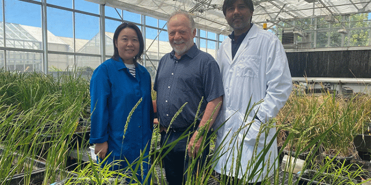 Engineering Self-Fertilizing Wheat: A CRISPR Breakthrough to Slash Input Costs and Pollution