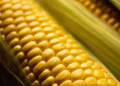 Corn Revolution: How New 10-15% Higher-Yielding Varieties Are Transforming Russian Agriculture