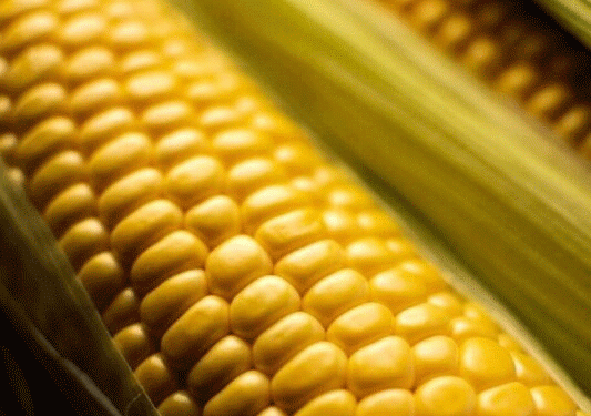 Corn Revolution: How New 10-15% Higher-Yielding Varieties Are Transforming Russian Agriculture