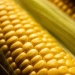 Corn Revolution: How New 10-15% Higher-Yielding Varieties Are Transforming Russian Agriculture